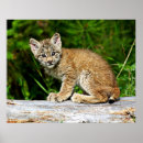 Suche nach kanadisch poster Wild