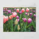 Suche nach lila tulpen postkarten Rosa