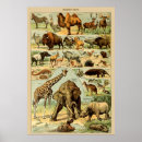 Suche nach vintage giraffe poster Tierwelt