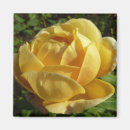 Suche nach altmodisch magnete Rose