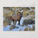 Suche nach bighorn postkarten Schafe