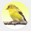 Suche nach goldfinches aufkleber Vögel