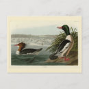 Suche nach audubon postkarten Illustration
