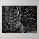 Suche nach pfau schwanz poster Federn