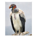 Suche nach fleisch fressendes tier poster Vogel