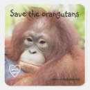Suche nach orang utan aufkleber Tier