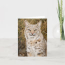 Suche nach rotluchs Große katzen