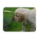 Suche nach ausdehnen magnete Retriever golden