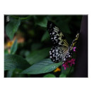 Suche nach gelber schmetterling poster Fotografie