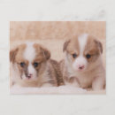 Suche nach corgi postkarten Hund