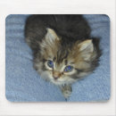 Suche nach blaue augen mousepads Kätzchen