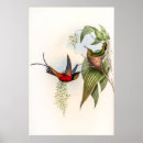 Suche nach john gould poster Vintag
