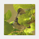 Suche nach kolibri magnete Hummer