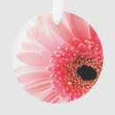 Suche nach gerbera ornamente Blume