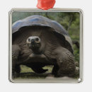 Suche nach tortoise ornamente Reptil