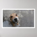 Suche nach hunde poster Niedlicher hund