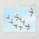 Suche nach enten flug poster Tierwelt