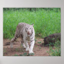 Suche nach weißer tiger poster Natur