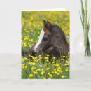 Suche nach gras karten Pony