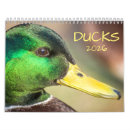 Suche nach enten kalender Stockente