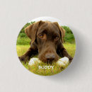 Suche nach schokolade labrador buttons Niedlich