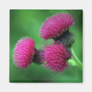 Suche nach distel magnete Mit blumen