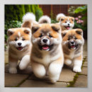 Suche nach akita poster Welpen