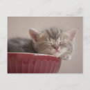 Suche nach sleeping cat poster Baby animals