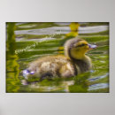 Suche nach ducky poster Natur