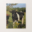 Suche nach stier puzzle Kuh