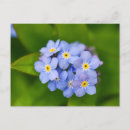 Suche nach winzig postkarten Blüten