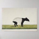 Suche nach tapir poster Vintag
