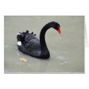 Suche nach schwarzer schwan karten Tiere