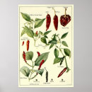 Suche nach chilis poster Pfeffer