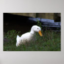 Suche nach weiße ente poster Enten