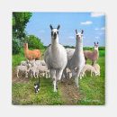 Suche nach lamas magnete Natur