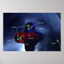 Suche nach neutron poster Proton