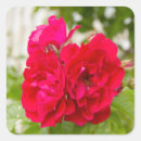 Suche nach rote rosen aufkleber Geburtstag
