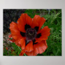 Suche nach orientalisch poster Makro