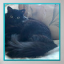 Suche nach persian cat poster Haustiere
