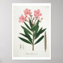 Suche nach oleander poster Botanisch