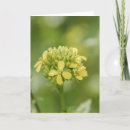 Suche nach senf karten Blume