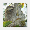 Suche nach sloth magnete Zoo