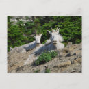 Suche nach mountain goat poster Bergziege