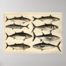 Suche nach makrele poster Thunfisch