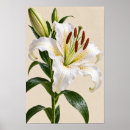 Suche nach weiße lilie poster Elegant