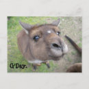 Suche nach känguru postkarten Kanga