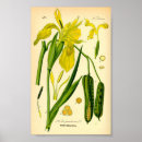 Suche nach antike botanische illustration poster Vintag