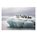 Suche nach adelie penguin poster Tierwelt