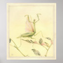 Suche nach praying poster Mantis